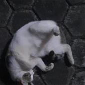 Bla