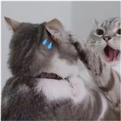 Kh