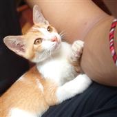 Cuộ
