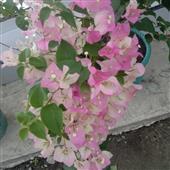 Lắ