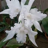 Trự
