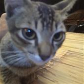 DJ 