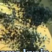Ớt 