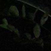 Xem