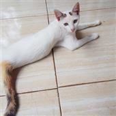 Đại