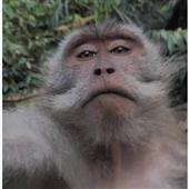 Rắn