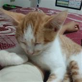 Lưỡ