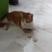 Học