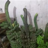 khỉ