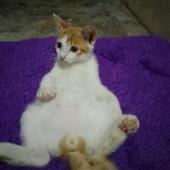 Trự