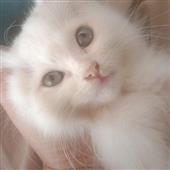 Cô