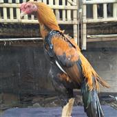 Thổ
