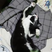 Các