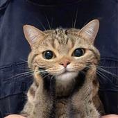 Shi