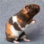 Sò