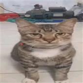IP