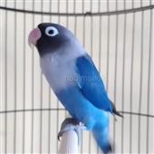 Sta