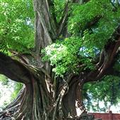 Luậ