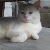 Phâ